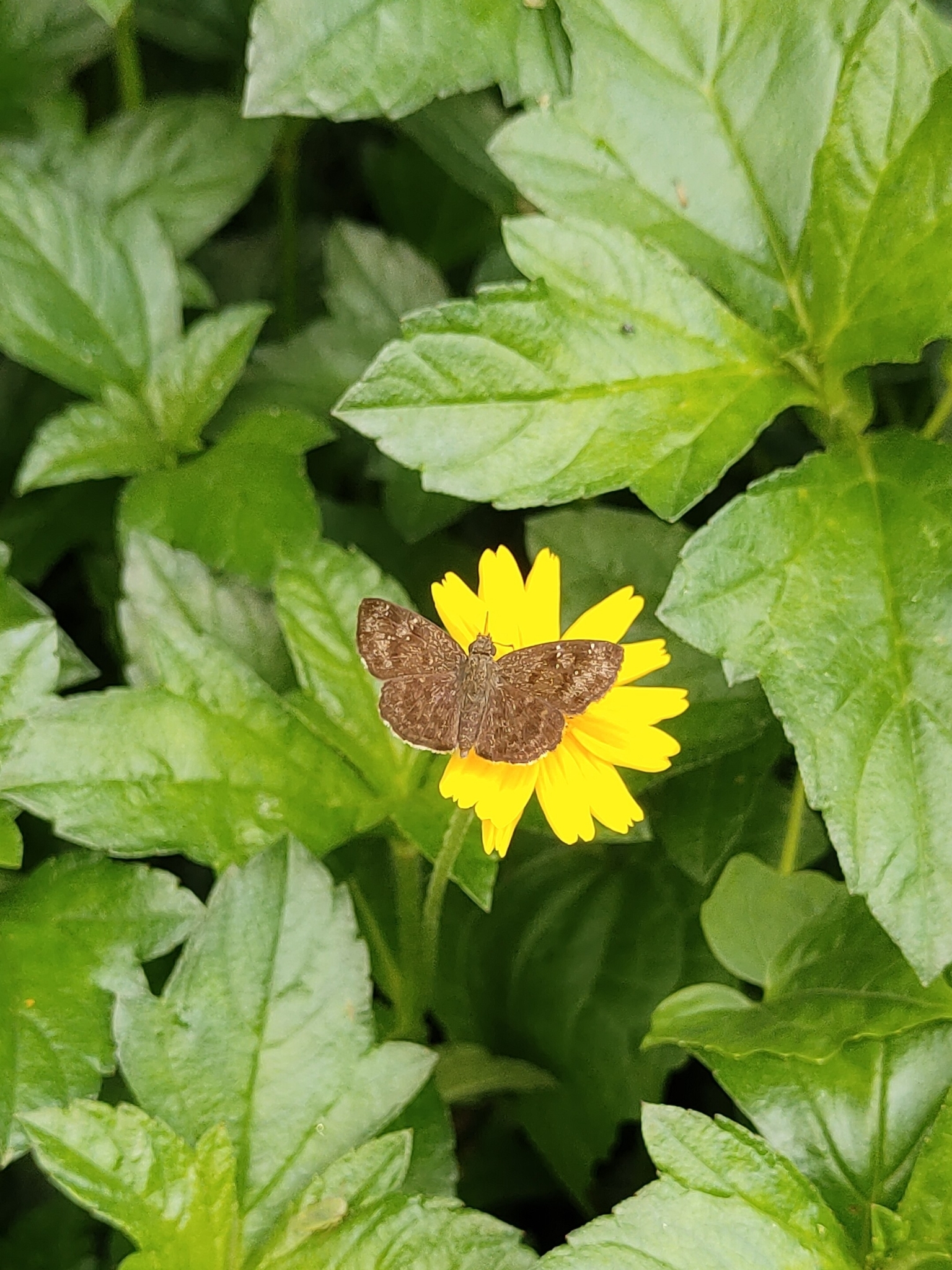 Common Small Flat