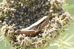 Melanoplus marginatus