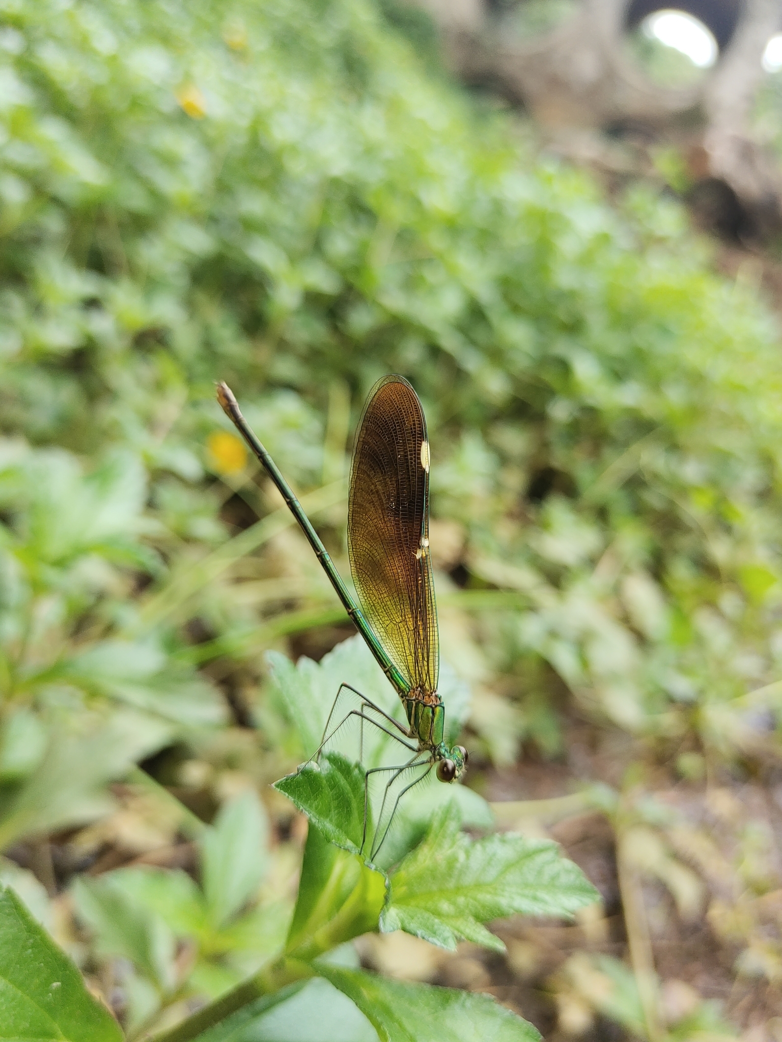 Green Metalwing