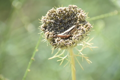 Melanoplus marginatus