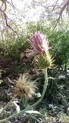 Cirsium neomexicanum