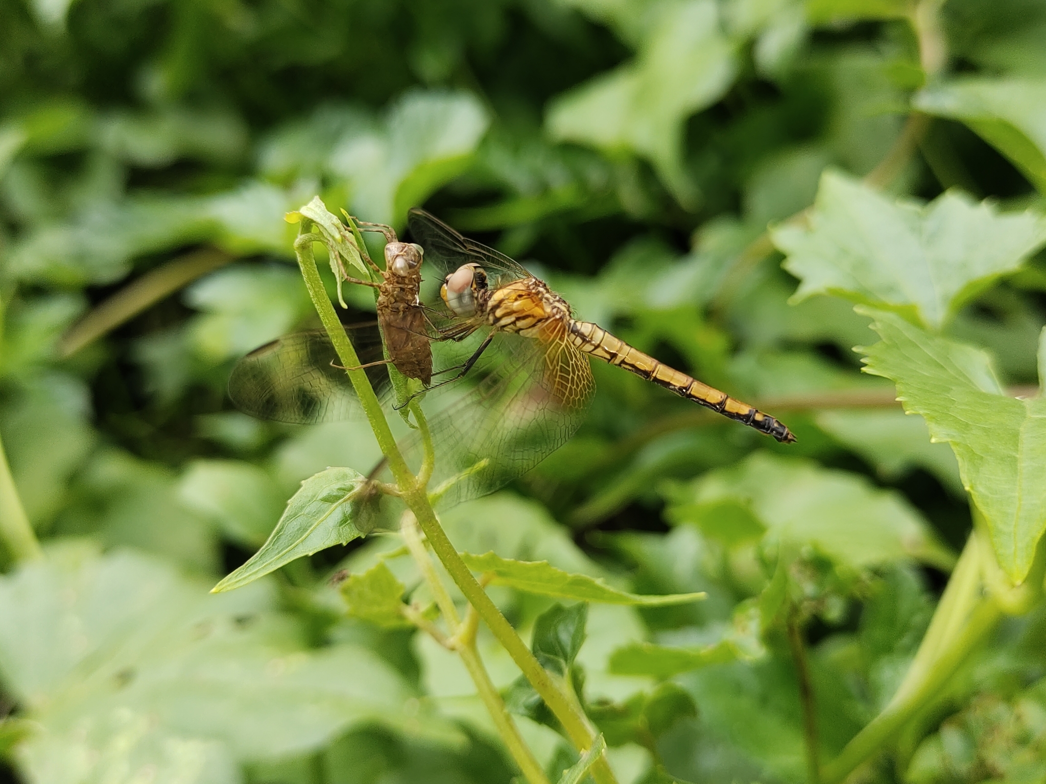 Crimson Marsh Glider