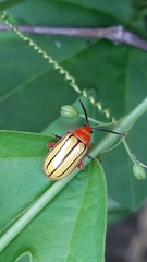 Disonycha stenosticha