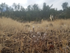 Polygonum bidwelliae