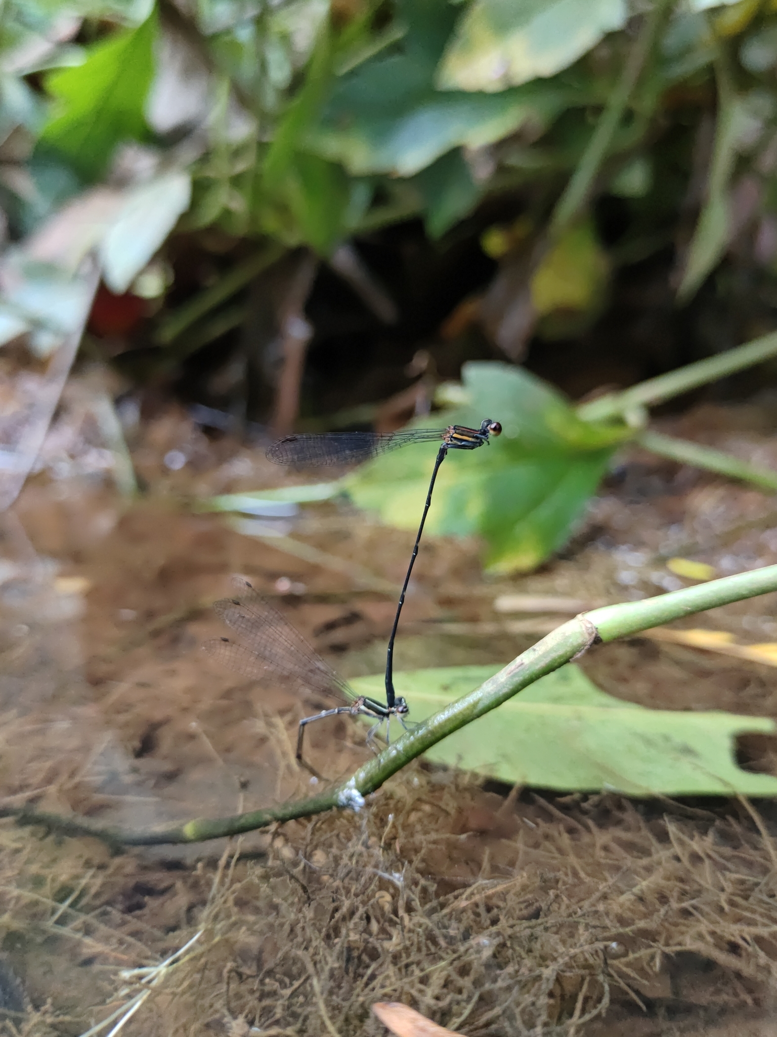 Orange-Striped Threadtail
