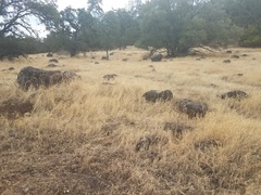 Polygonum bidwelliae