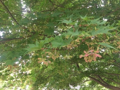 Acer palmatum