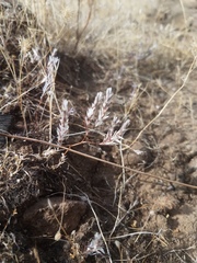 Polygonum bidwelliae