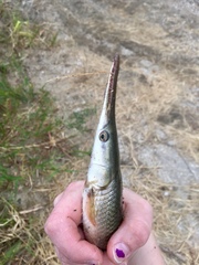 Lepisosteus platostomus