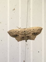 Scopula cacuminaria