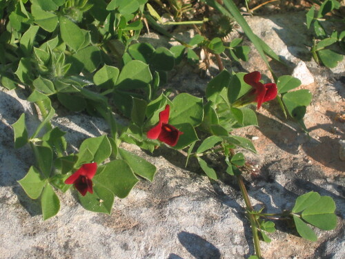 Winged pea (Lotus tetragonolobus)