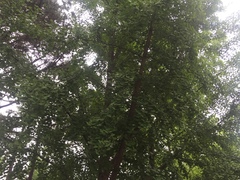 Ginkgo biloba