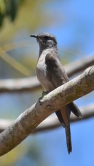 Cacomantis variolosus