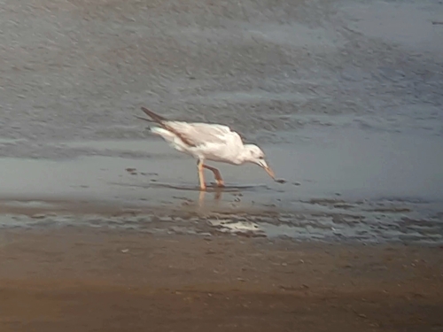 Slender-billed Gull