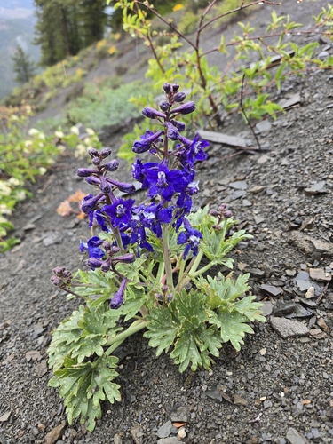 Olympic larkspur