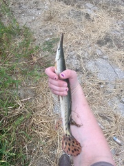 Lepisosteus platostomus