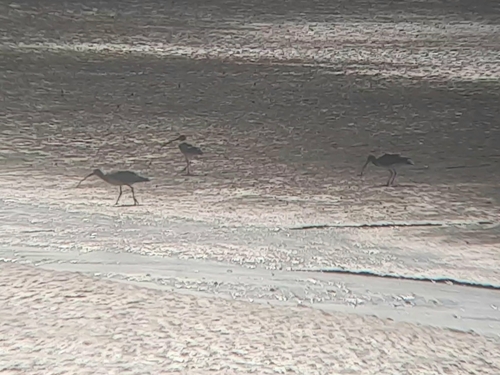 Eurasian Curlew