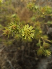 Centromadia fitchii