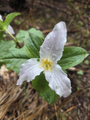 Wenatchee Mountains Trillium (Trillium crassifolium)