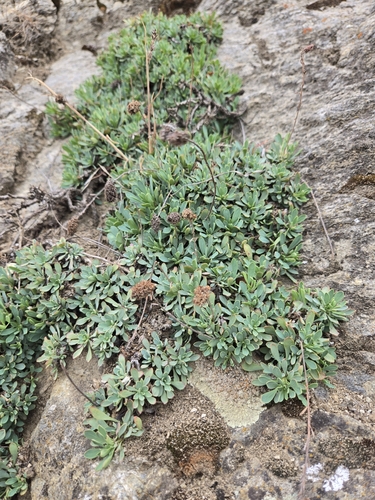 Petrophytum cinerascens