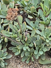 author not stated, no rights reserved Petrophytum cinerascens, photograph author not stated, no rights reserved