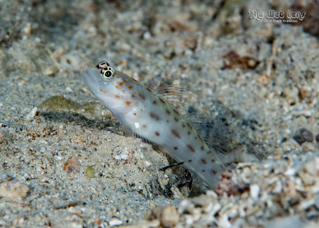 Thread Shrimpgoby