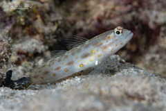 Gold-Specked Prawn-Goby photo 1