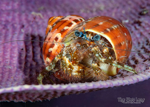 Indo-Pacific Hairy Hermit Crab