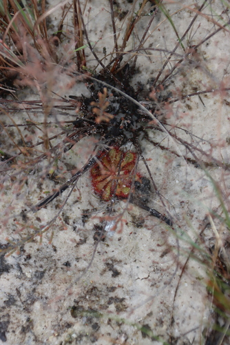 Drosera dielsiana (Drosera dielsiana)