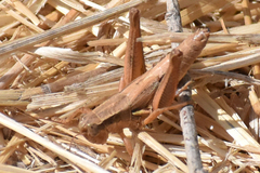 Melanoplus marginatus