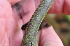 Biatora vacciniicola