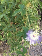 Passiflora arizonica