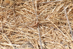 Melanoplus marginatus