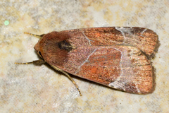 Hampsonodes