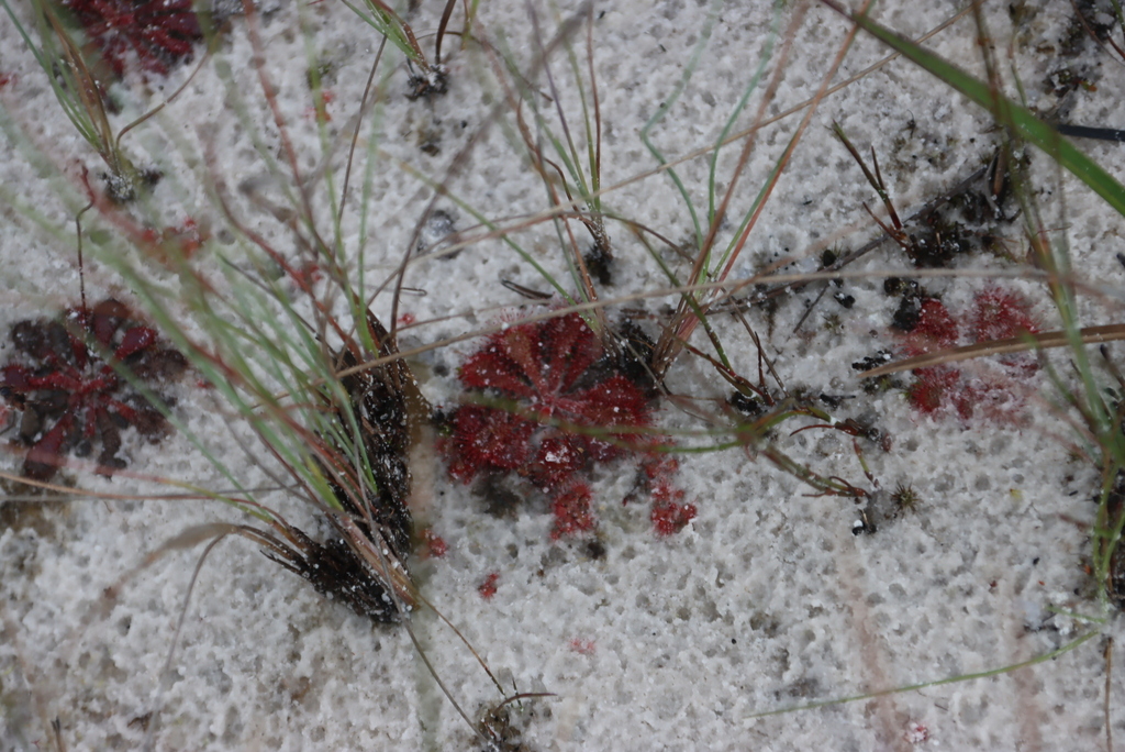 Drosera dielsiana, Chimanimani - upper Bundi River valley, path Mountain Club Hut to Caricanhi River neck, Zimbabwe