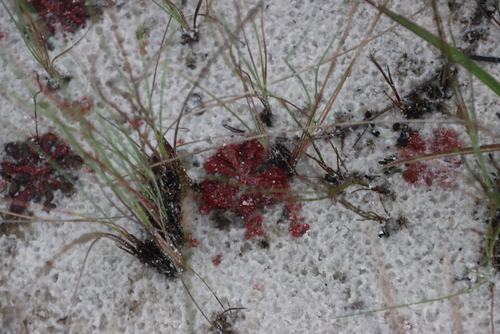 Drosera dielsiana