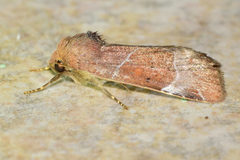 Hampsonodes