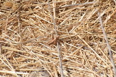 Melanoplus marginatus