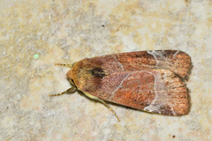 Hampsonodes