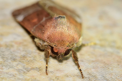 Hampsonodes