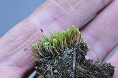 Anomobryum julaceum
