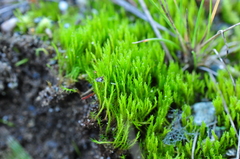 Flexitrichum flexicaule