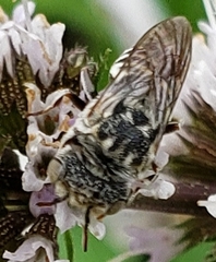 Coelioxys coturnix