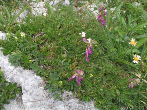 Hedysarum hedysaroides iNat (2)