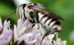 Coelioxys coturnix