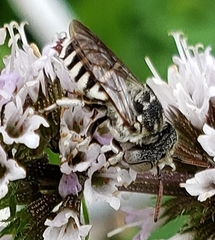 Coelioxys coturnix
