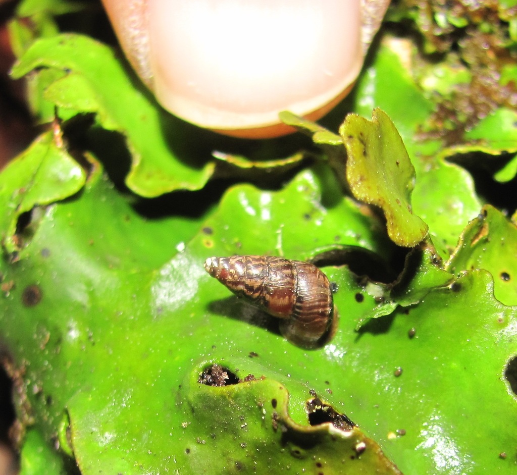 Liareinae