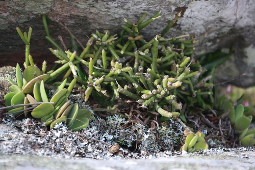 Crassula globularioides