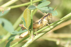 Melanoplus marginatus