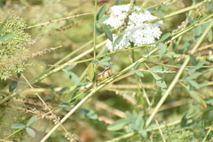 Melanoplus marginatus